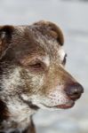 Old Domestic Dog Stock Photo