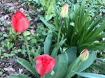 Tulips In The Garden Stock Photo