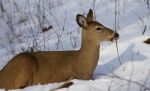 Beautiful Image With The Wild Deer On The Snow Looking Aside And Showing The Tongue Stock Photo