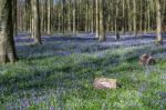 Bluebells In Wepham Wood Stock Photo