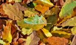 Autumn Leaves Stock Photo