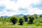 Trees And Mountains On A Bright Sky Stock Photo