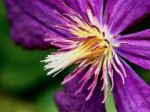 Closeup Purple Clematis Flower Stock Photo