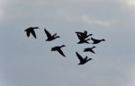 Image Of A Group Of Mallards Flying In The Sky Stock Photo