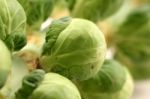 Sprouts Stock Photo