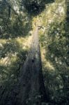 Trees In Mapleton Falls National Park Rainforest, Glass House Mountains Stock Photo