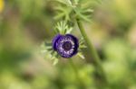 Top Purple Anemone Stock Photo