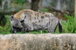 Spotted Hyena Licking Its Leg Stock Photo