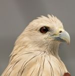 Brahminy Kite Stock Photo