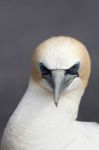 Australasian Gannet (morus Serrator) Stock Photo