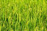 Rice Fields Before The Harvest Season Stock Photo