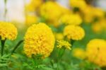 The Beauty Marigolds At Nature Stock Photo