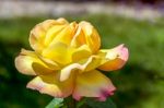 Yellow Rose (peace) Stock Photo