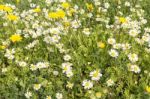 Sunshine Daisies Vibrant Wild Meadow Stock Photo