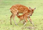 Young Sika Deer Stock Photo