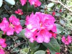 Rhododendron-flowers,in Park Stock Photo