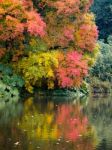 Tree Leaves Changing Colour In Autumn Stock Photo