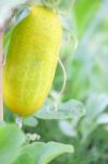 Cucumber Planting Stock Photo