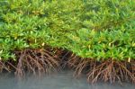 Mangrove Plants Stock Photo