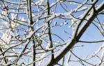 Bird And Wintertime Stock Photo