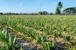 Aloe Vera Plantation Stock Photo