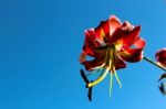 Close Up Flower With Blue Background Stock Photo