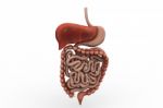 Human Digestive System Stock Photo