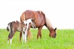 Brown Mare And Foal Isolated On White Stock Photo