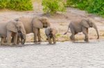 Elephants At The Bank Of Chobe River In Botswana Stock Photo