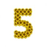 Isolated Sunflower Number 5 Stock Photo