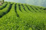 Green Tea Farm Stock Photo