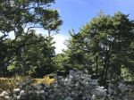 Nature And Flowers In The Park Stock Photo