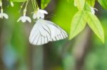 White Black Pattern Butterfly On Bunch Stock Photo