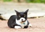 Crafty Cat Lying On Floor Stock Photo