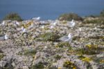 Young Seagulls Near The Cliffs Stock Photo