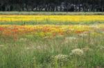 A Field Of Spring Flowers In Castiglione Del Lago Province Of Pe Stock Photo