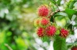 Red Rambutan At Sunlight Stock Photo