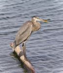 Image Of A Great Blue Heron Standing On A Log Stock Photo