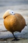 Ruddy Shelduck (tadorna Ferruginea) Stock Photo