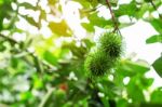 Green Rambutan On Tree Stock Photo