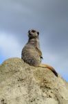 Meerkat 'on Guard'! Stock Photo