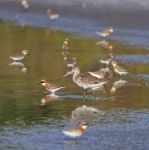 Eastern Black-tailed Godwit Stock Photo