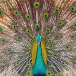 Green Peafowl Stock Photo