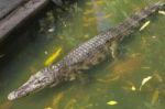 Crocodile Breeding Farm In Siem Reap, Cambodia Stock Photo