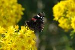 Red Admiral Closed Wings Stock Photo