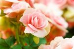 Pink Begonia Flower In Garden Stock Photo