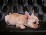 French Bulldog Puppy  Lying On Sofa Bed With Relaxing Emotion Stock Photo