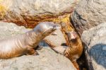 Sea Lion In Galapagos Islands Stock Photo