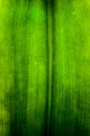 Green Leaf Texture Stock Photo