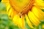 Bee On A Sunflower Stock Photo